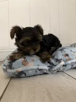 Coco, a female Yorkshire Terrier for sale in Bellflower, CA – 3 of 7