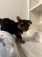 Nellie, a female Yorkshire Terrier for sale in Bellflower, CA – 2 of 8