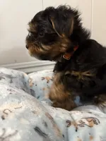 Teddy, a male Yorkshire Terrier for sale in Bellflower, CA – 2 of 5