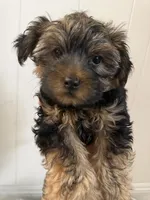 Benny, a male Yorkshire Terrier for sale in Bellflower, CA – 2 of 5