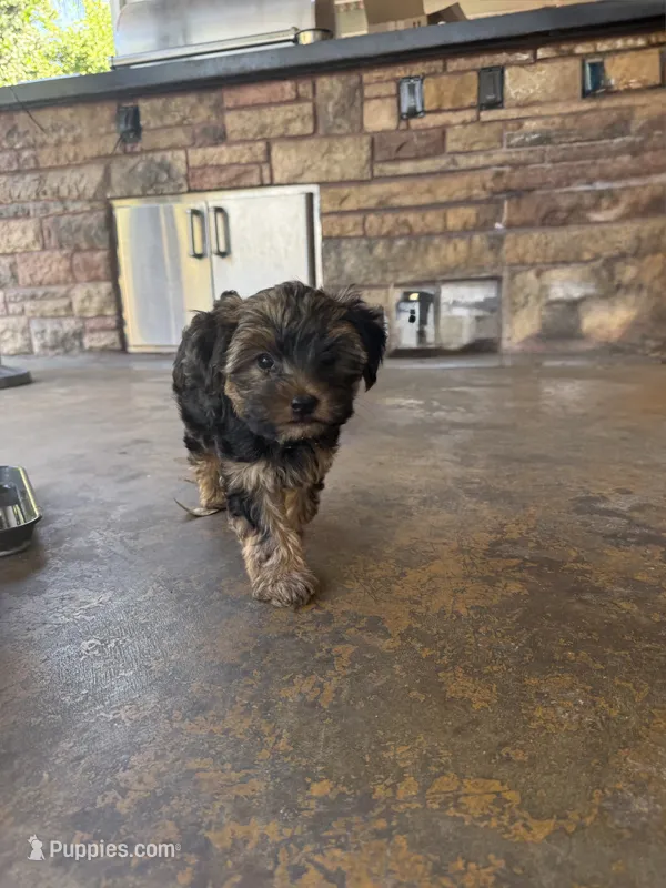 Milo – Yorkshire Terrier puppy for sale in Bellflower, CA