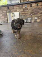 Milo, a male Yorkshire Terrier for sale in Bellflower, CA – 1 of 6