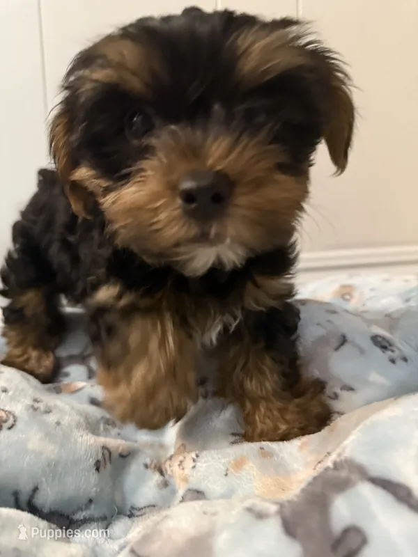 Teddy – Yorkshire Terrier puppy for sale in Bellflower, CA