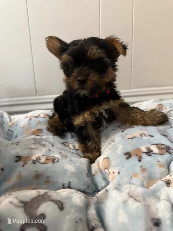 Nellie – Yorkshire Terrier puppy for sale in Bellflower, CA
