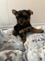Nellie, a female Yorkshire Terrier for sale in Bellflower, CA – 1 of 8
