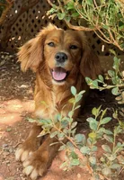 Cupid, a male Miniature Golden Retriever for sale in Appomattox, VA – 6 of 6