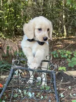 Yeti , a male Miniature Golden Retriever for sale in Appomattox, VA – 6 of 6