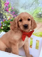 Fred , a male Miniature Golden Retriever for sale in Appomattox, VA – 3 of 6