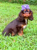 Amethyst , a female Cavalier King Charles Spaniel for sale in Appomattox, VA – 2 of 6