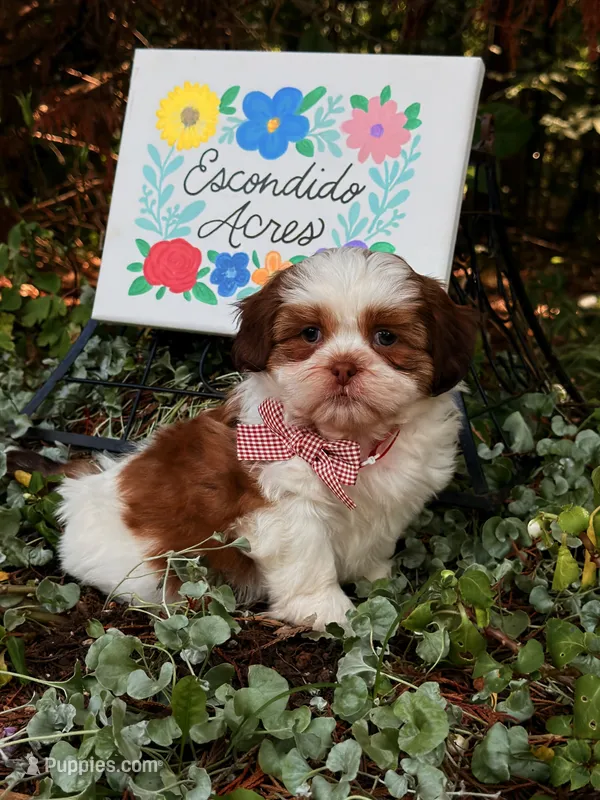 Rumble  – Shih Tzu puppy for sale in Appomattox, VA