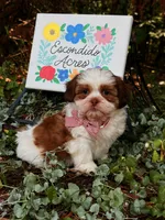 Rumble , a male Shih Tzu for sale in Appomattox, VA – 1 of 9