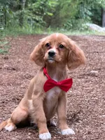 Socks , a male Miniature Golden Retriever for sale in Appomattox, VA – 5 of 7
