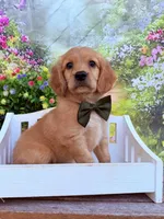 Tod , a male Miniature Golden Retriever for sale in Appomattox, VA – 4 of 7