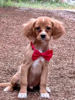 Socks , a male Miniature Golden Retriever for sale in Appomattox, VA – 4 of 7