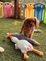 Jax, a male Cavalier King Charles Spaniel for sale in Appomattox, VA – 5 of 5