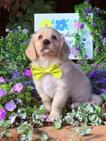 Yeti , a male Miniature Golden Retriever for sale in Appomattox, VA – 2 of 7