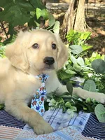 Kona Va , a male Miniature Golden Retriever for sale in Appomattox, VA – 2 of 9