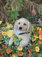 Yeti , a male Miniature Golden Retriever for sale in Appomattox, VA – 2 of 6
