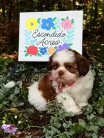 Rumble , a male Shih Tzu for sale in Appomattox, VA – 8 of 9