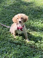 Arthur , a male Golden Retriever and Cavalier King Charles Spaniel for sale in Appomattox, VA – 3 of 10