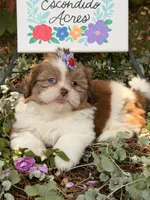 Blue eyes AKC , a female Shih Tzu for sale in Appomattox, VA – 3 of 7