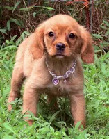 Lainey , a female Golden Retriever and Cavalier King Charles Spaniel for sale in Appomattox, VA – 3 of 7