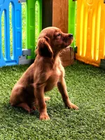 Rose , a female Golden Retriever and Cavalier King Charles Spaniel for sale in Appomattox, VA – 2 of 6