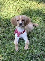Arthur , a male Golden Retriever and Cavalier King Charles Spaniel for sale in Appomattox, VA – 2 of 10