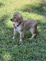 Arthur , a male Golden Retriever and Cavalier King Charles Spaniel for sale in Appomattox, VA – 6 of 10