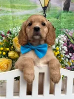 Low shedding puppy, Owen , a male Golden Retriever and Cavalier King Charles Spaniel for sale in Appomattox, VA – 6 of 7