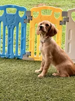 Maddie , a female Cavalier King Charles Spaniel and English Cream Golden Retriever for sale in Appomattox, VA – 2 of 4