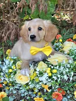 Fred , a male Miniature Golden Retriever for sale in Appomattox, VA – 3 of 9