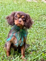 Gema , a female Cavalier King Charles Spaniel for sale in Appomattox, VA – 4 of 4