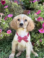 Arthur , a male Golden Retriever and Cavalier King Charles Spaniel for sale in Appomattox, VA – 9 of 10