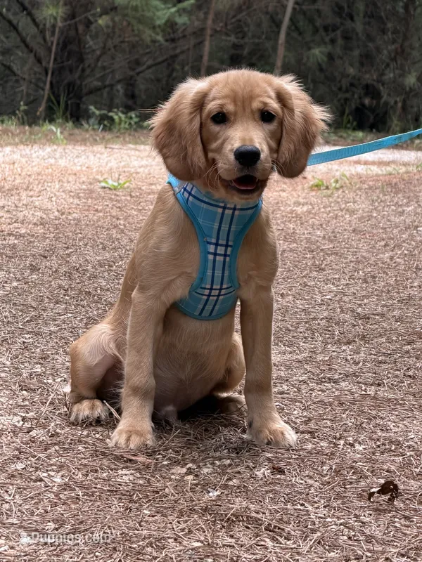 GIANT, low shedding coat!!  – Golden Retriever, Cavalier King Charles Spaniel puppy for sale in Appomattox, VA