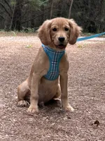 GIANT, low shedding coat!! , a male Golden Retriever and Cavalier King Charles Spaniel for sale in Appomattox, VA – 1 of 6