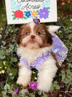 Blue eyes AKC , a female Shih Tzu for sale in Appomattox, VA – 5 of 7