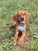 Bee , a female Miniature Golden Retriever for sale in Appomattox, VA – 5 of 10