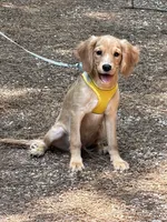 Low shedding puppy, Owen , a male Golden Retriever and Cavalier King Charles Spaniel for sale in Appomattox, VA – 3 of 7