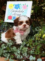 Rumble , a male Shih Tzu for sale in Appomattox, VA – 9 of 9