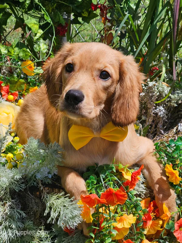Ryan, low shedding coat!  – Miniature Golden Retriever puppy for sale in Appomattox, VA