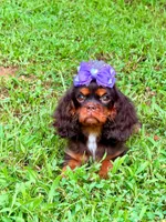 Amethyst , a female Cavalier King Charles Spaniel for sale in Appomattox, VA – 3 of 6