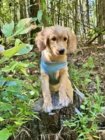 Cupid, a male Miniature Golden Retriever for sale in Appomattox, VA – 7 of 7