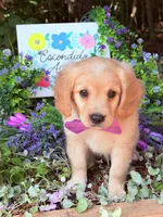 Cupid, a male Miniature Golden Retriever for sale in Appomattox, VA – 4 of 6
