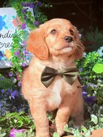Tod , a male Miniature Golden Retriever for sale in Appomattox, VA – 5 of 7