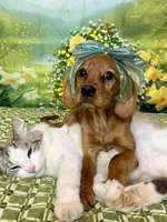 Tiny, a female Miniature Golden Retriever for sale in Appomattox, VA – 2 of 10
