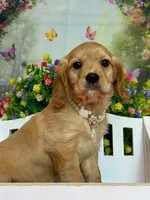 Maddie , a female Cavalier King Charles Spaniel and English Cream Golden Retriever for sale in Appomattox, VA – 4 of 4