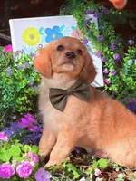 Tod , a male Miniature Golden Retriever for sale in Appomattox, VA – 3 of 7