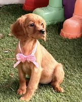 Bee , a female Golden Retriever and Cavalier King Charles Spaniel for sale in Appomattox, VA – 5 of 7