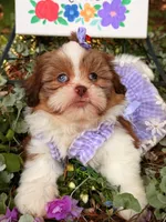Blue eyes AKC , a female Shih Tzu for sale in Appomattox, VA – 4 of 7